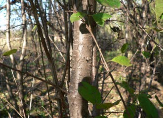 Grey-brown buckthorn stem and twigs