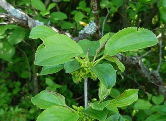 Common buckthorn branch with oval leaves and small green flowers