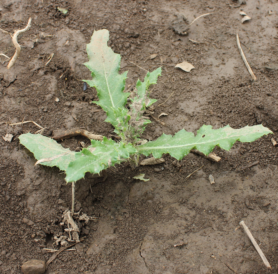 Leafy Canada thistle shoot emerging from a rhizome