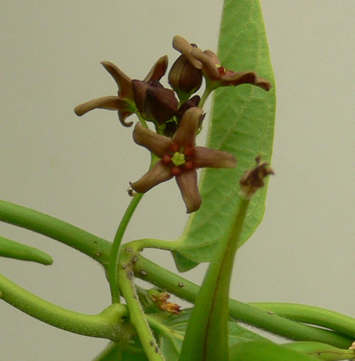 Star-shaped maroon dog-strangling vine flowers