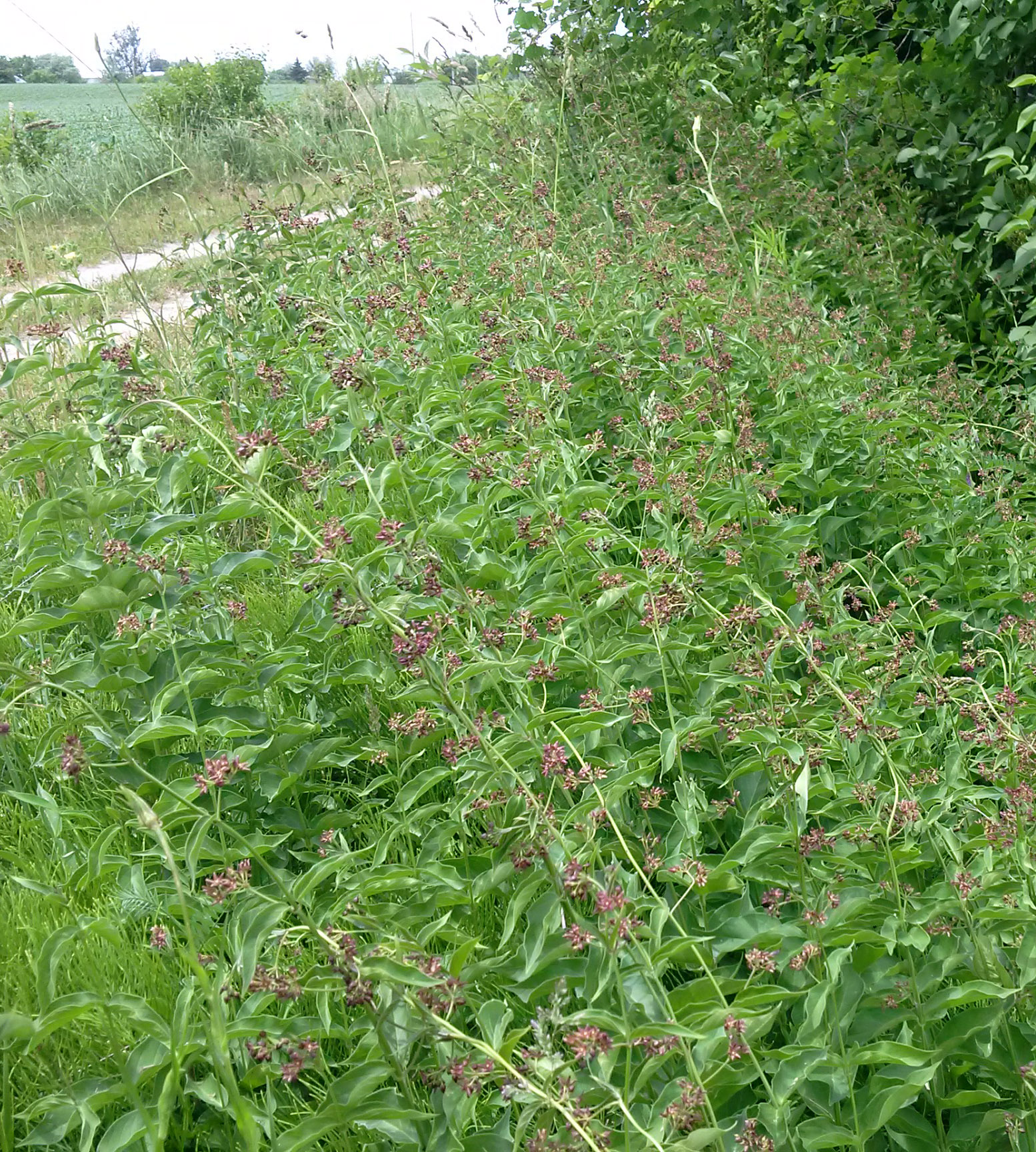 Flowering dog-strangling vine plants forming a dense patch