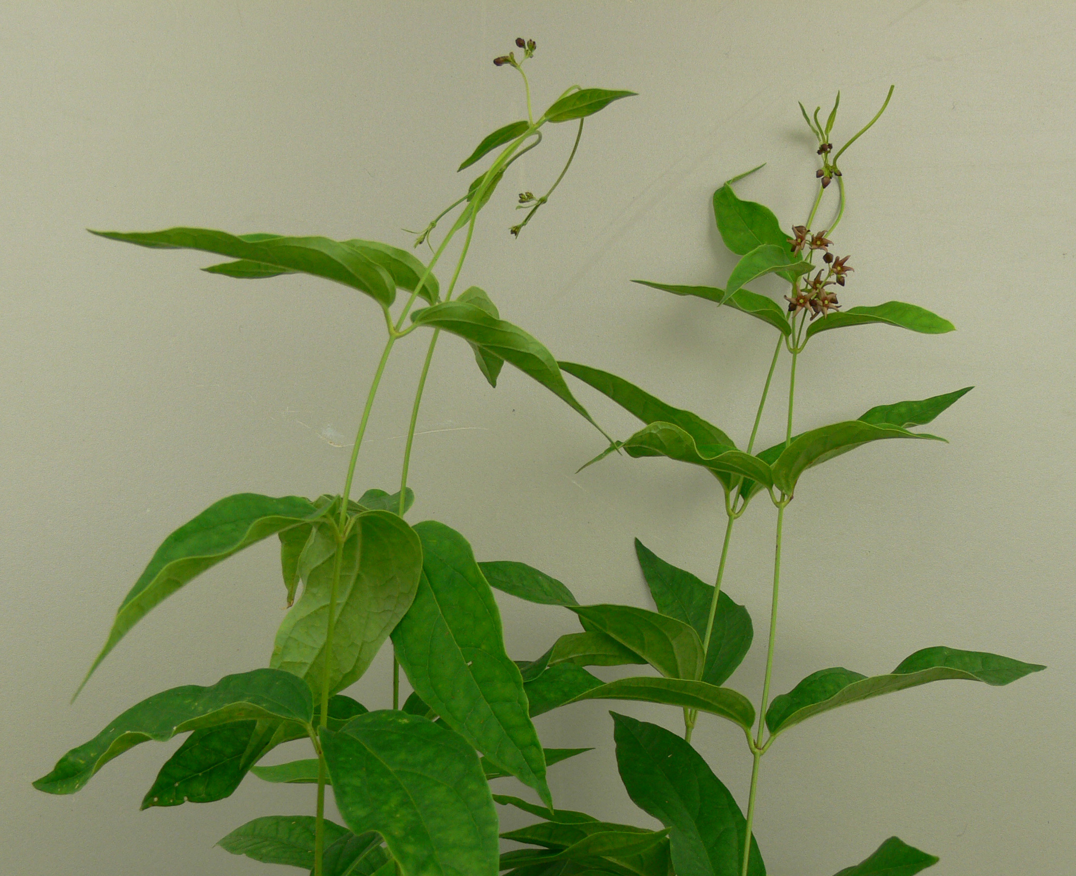 Dog-strangling vine with paired opposite leaves