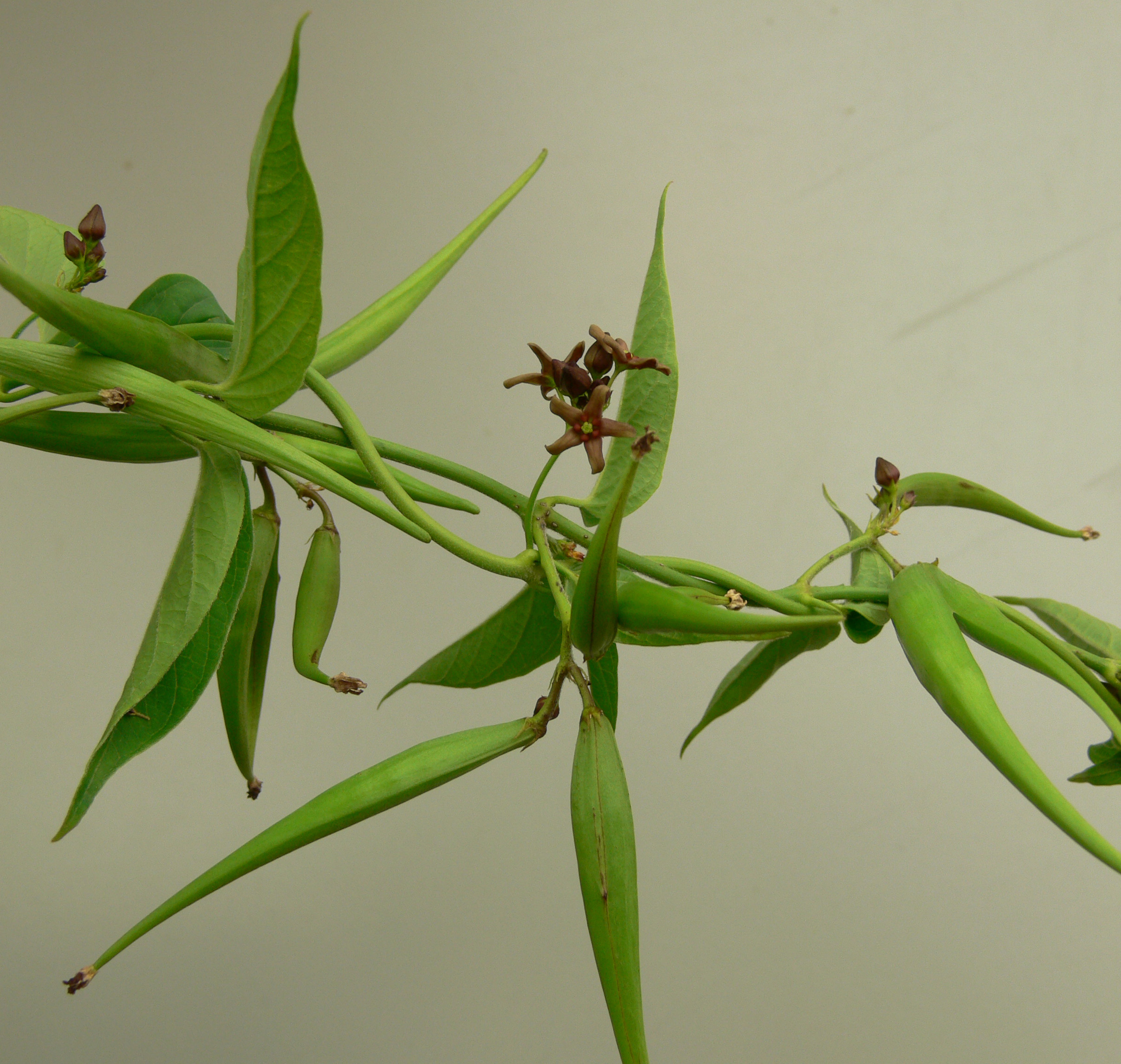 Dog-strangling vine flowers and slender seed pods