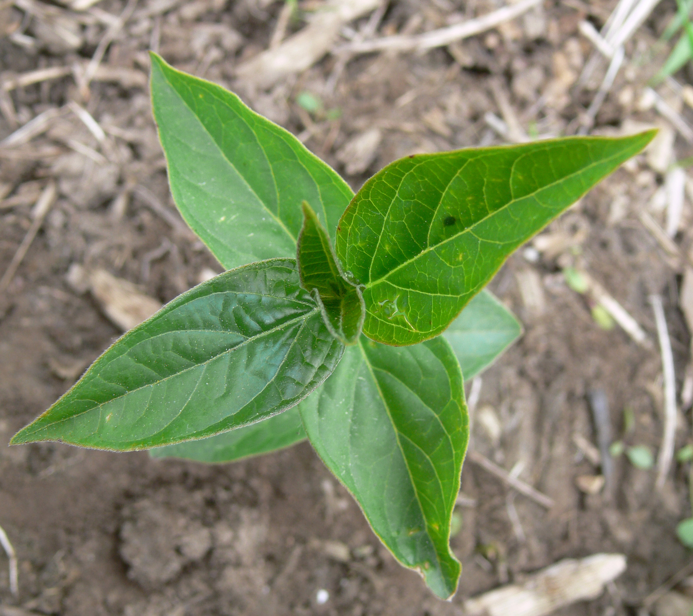 New dog-strangling vine shoots from crown roots