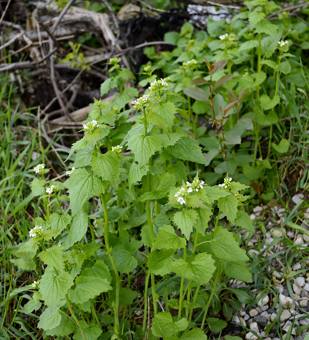 A cluster of flowering garlic mustard plants in a woodlot
