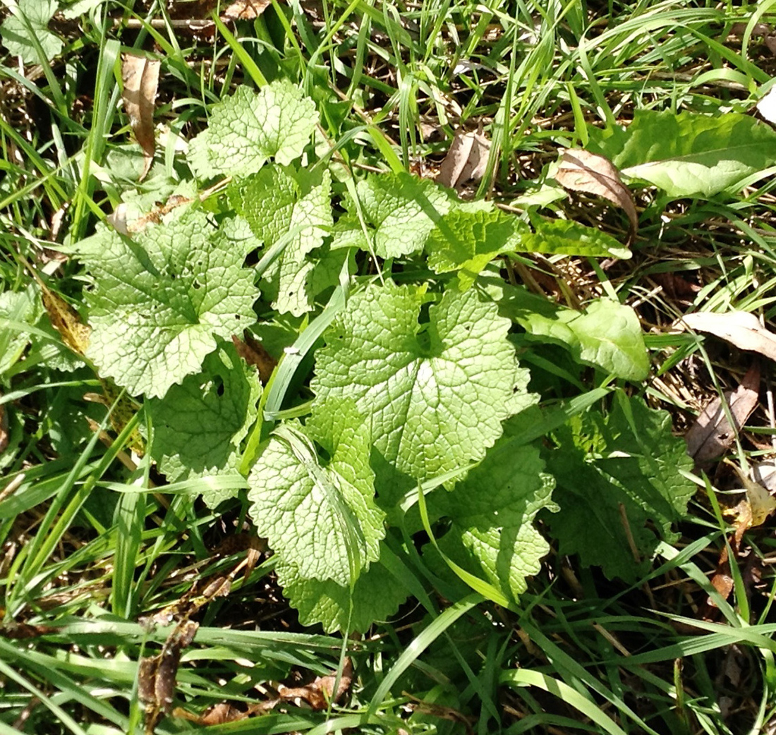 Garlic mustard rosette with kidney-shaped leaves
