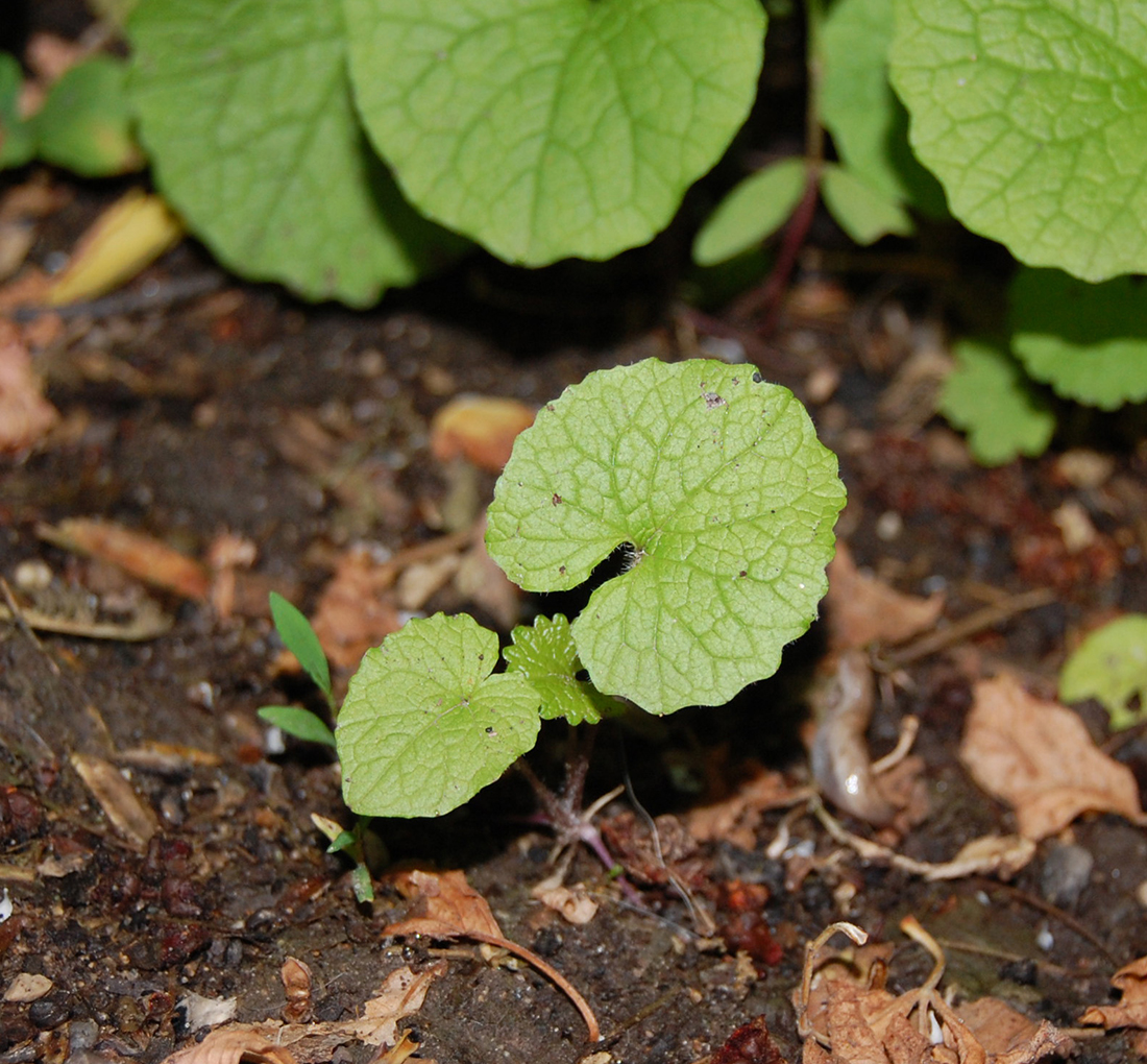 Young garlic mustard seedling