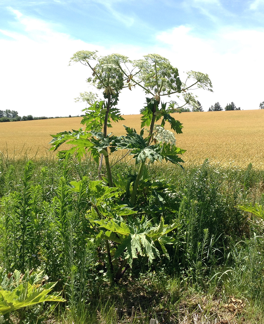 Giant hogweed in flower, about 3.5 metres tall with a large white umbrella flower head