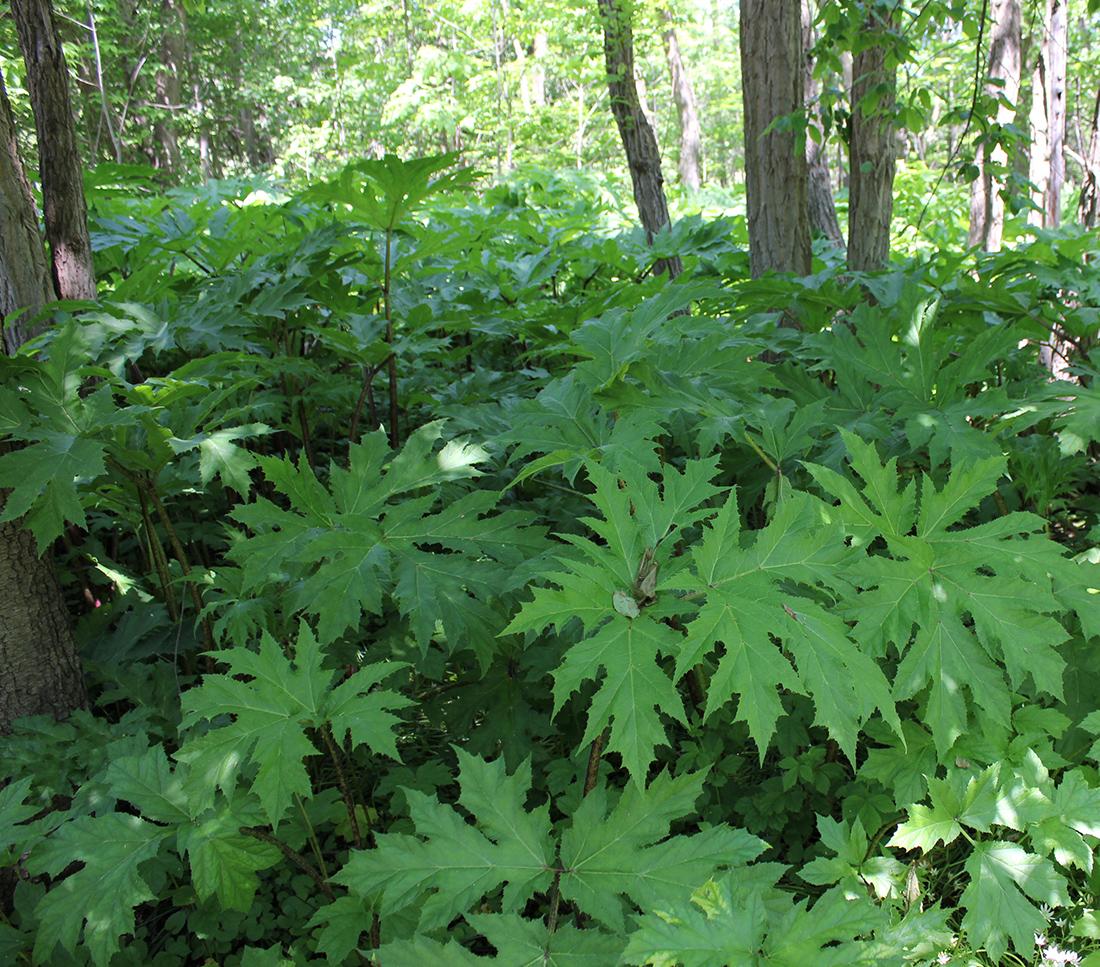 Huge deeply divided giant hogweed leaves