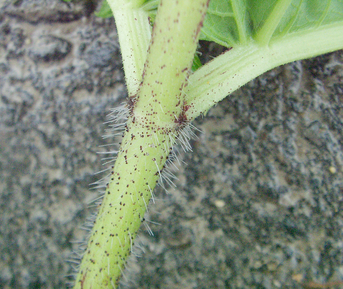 Giant hogweed stem with purple speckles and white hairs
