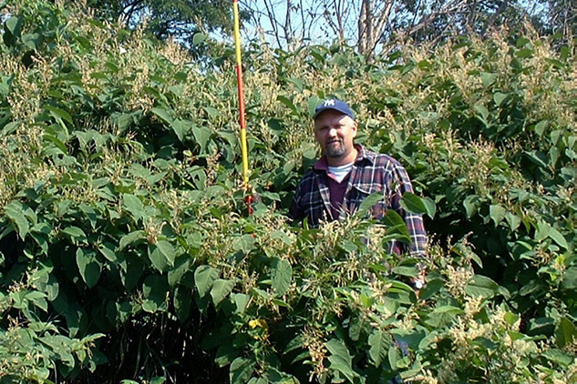 Japanese knotweed in flower with a person for scale