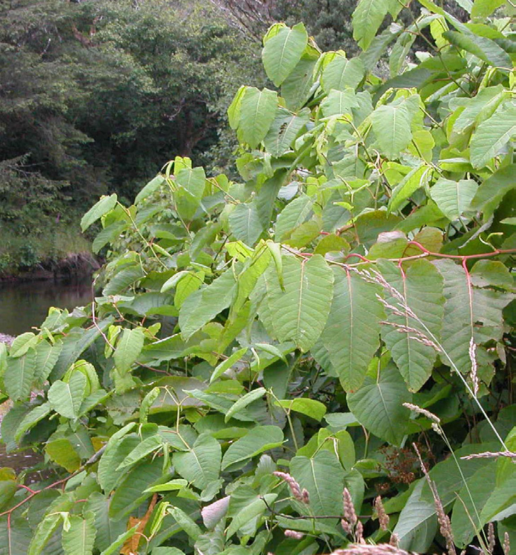 Broad shovel-shaped knotweed leaves on reddish stems