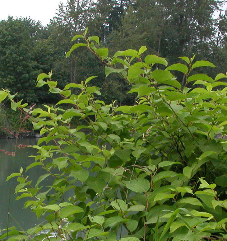 Tall dense stand of Japanese knotweed by water