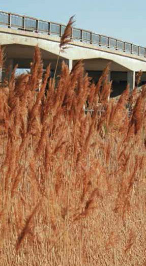Feathery tan phragmites seed plumes