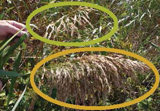 Close-up of phragmites seed heads