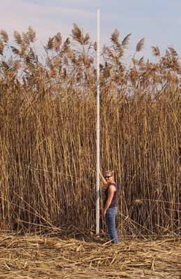 Very tall dense stand of phragmites reeds with a person for scale