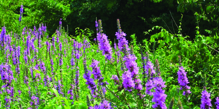 Clump of purple loosestrife flower spikes above wetland foliage