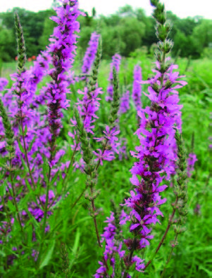 Tall spikes of magenta-purple purple loosestrife flowers