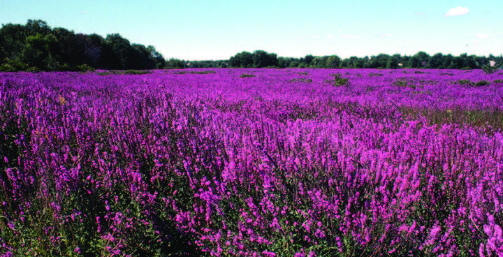 Wetland taken over by magenta purple loosestrife