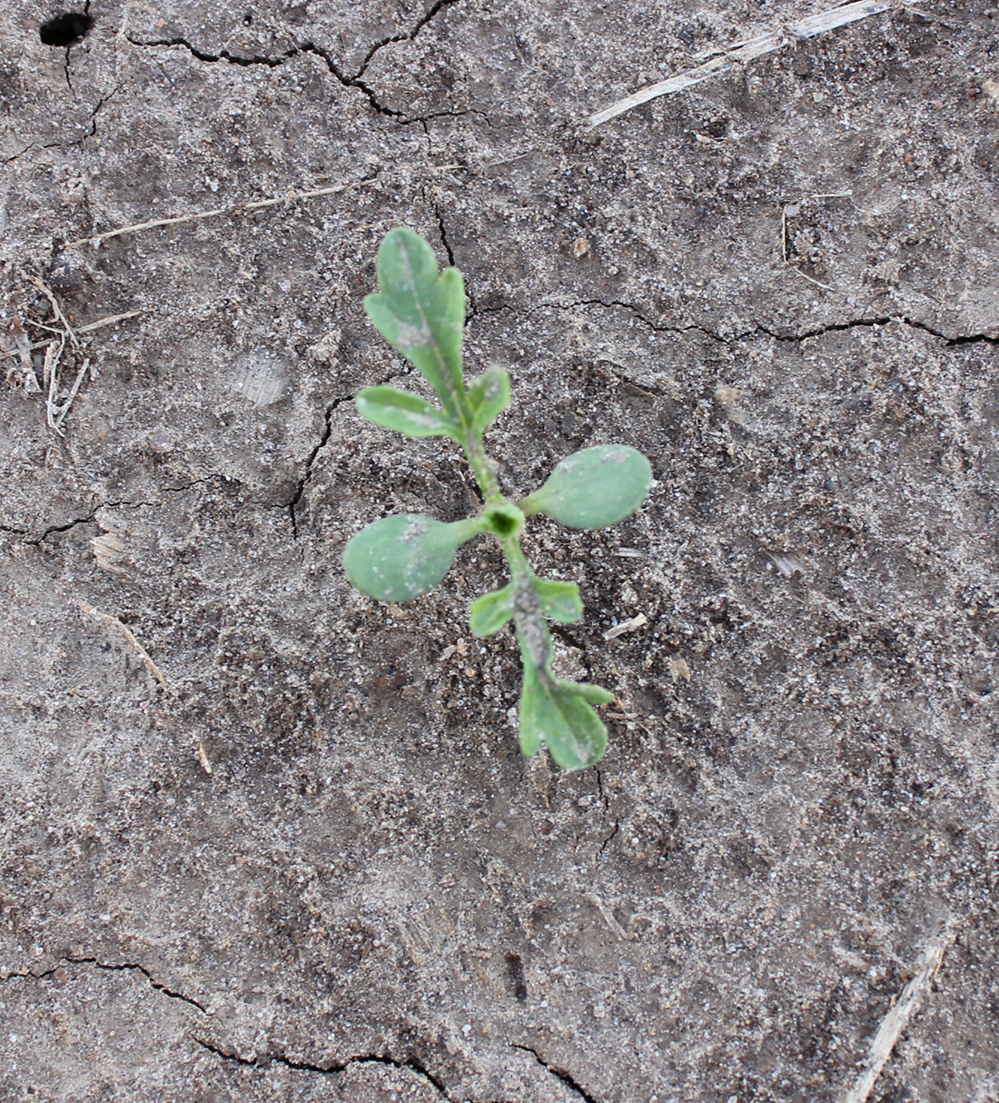 Labelled common ragweed identification figure