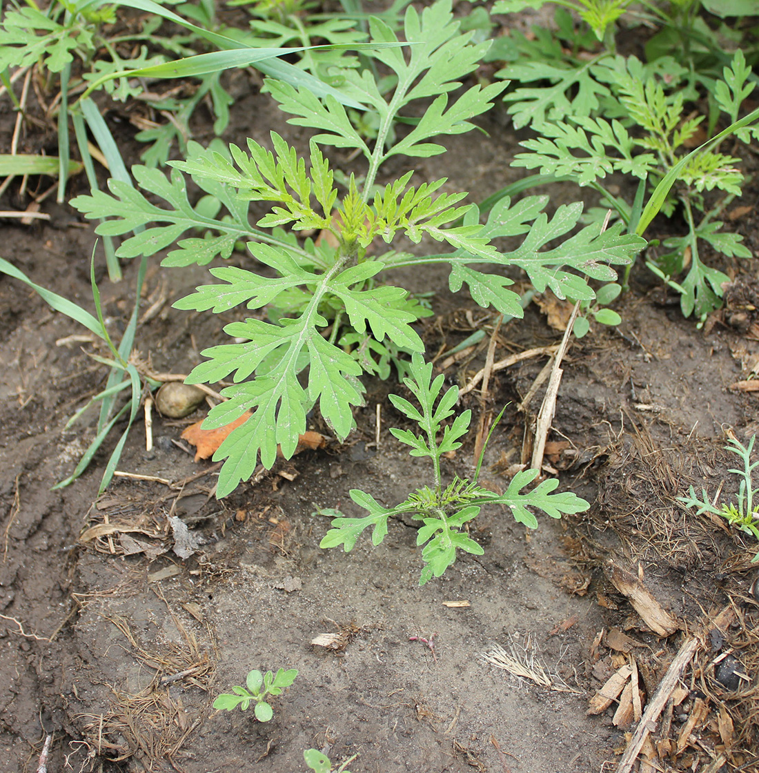 Young ragweed plants at 2 to 6 nodes